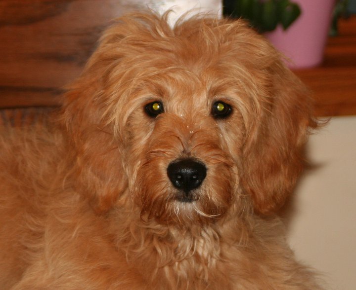 northland miniature goldendoodles