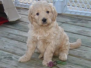 northland miniature goldendoodles