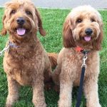 F1B-Mini-Bentley-Fozzie F1B-Mini-Bentley-Fozzie