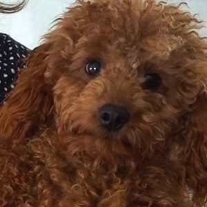 RufusR2 RUFUS - Sire for F1B Petites