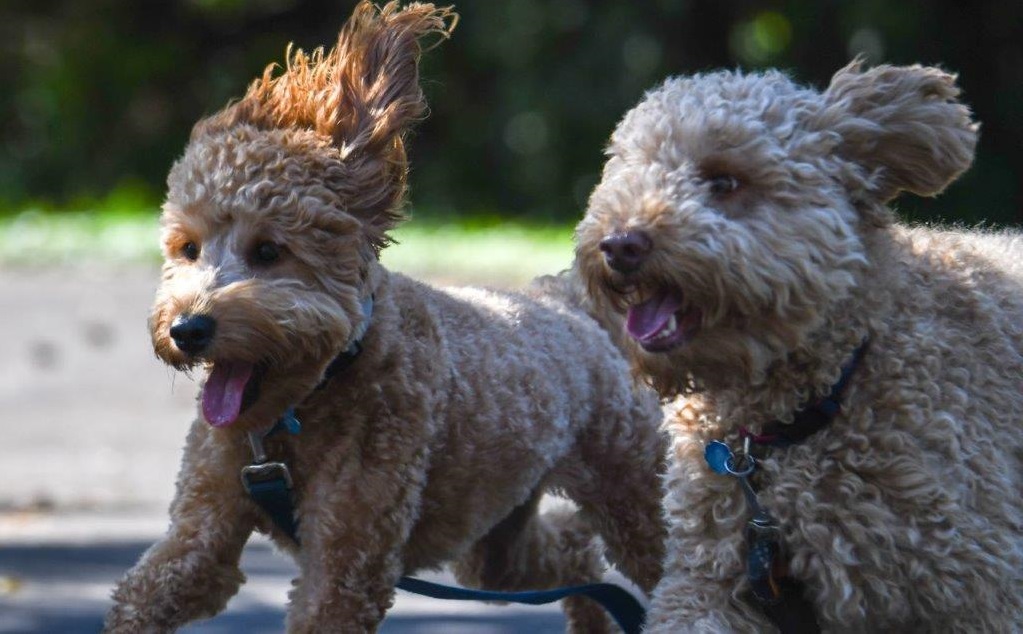 Curly Puppies Running 