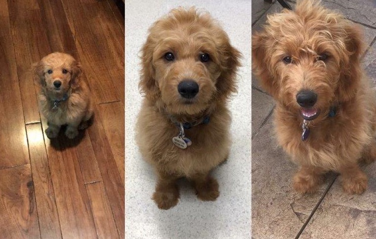 northland miniature goldendoodles