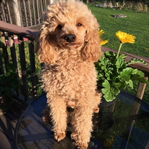 pippinr PIPPIN - Sire for F1B Petites